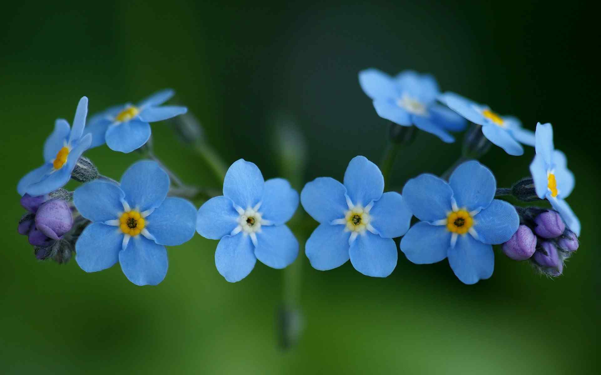 淡雅兰花图片_小清新兰花桌面壁纸_白色兰花桌面壁纸