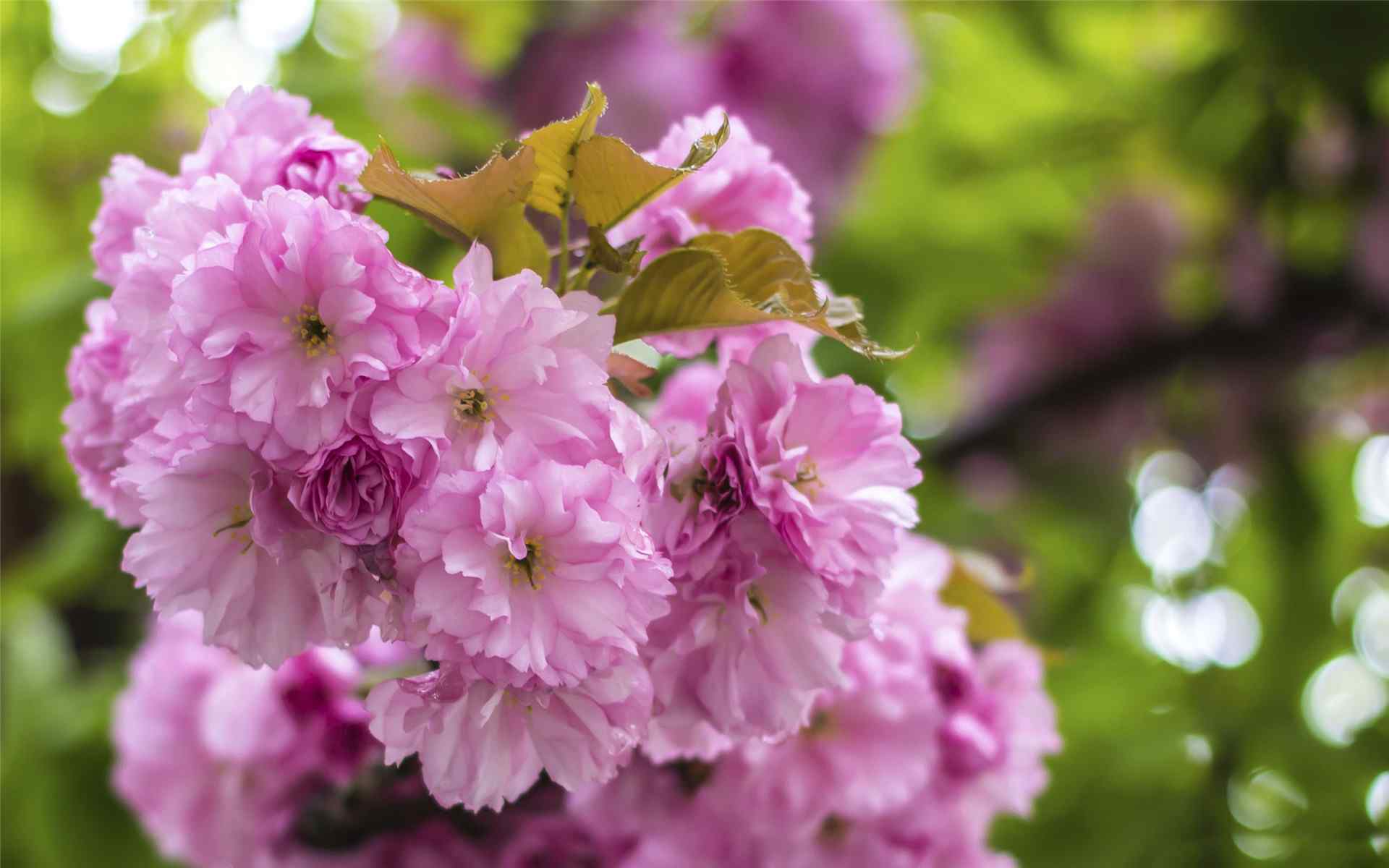 梦幻樱花 日本樱花壁纸 樱花图片