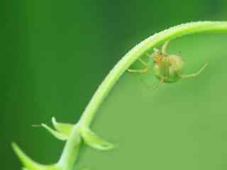 微距蜘蛛特写壁纸 精选蜘蛛桌面壁纸 蜘蛛网摄影壁纸