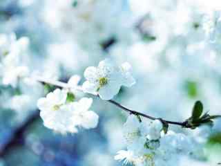 凤梨花图片_白色的梨花壁纸下载_梨花雨图片