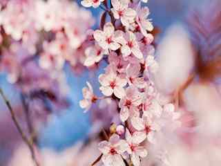 樱花_樱花草_樱花图片_樱花壁纸_日本樱花