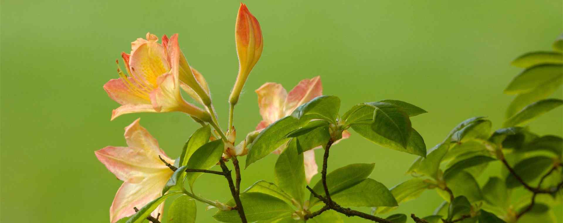 杜鹃_杜鹃花_杜鹃花图片_杜鹃花壁纸_杜鹃花图片大全