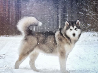 阿拉斯加犬_阿拉斯加雪橇犬_小阿拉斯加犬_可爱的狗狗壁纸