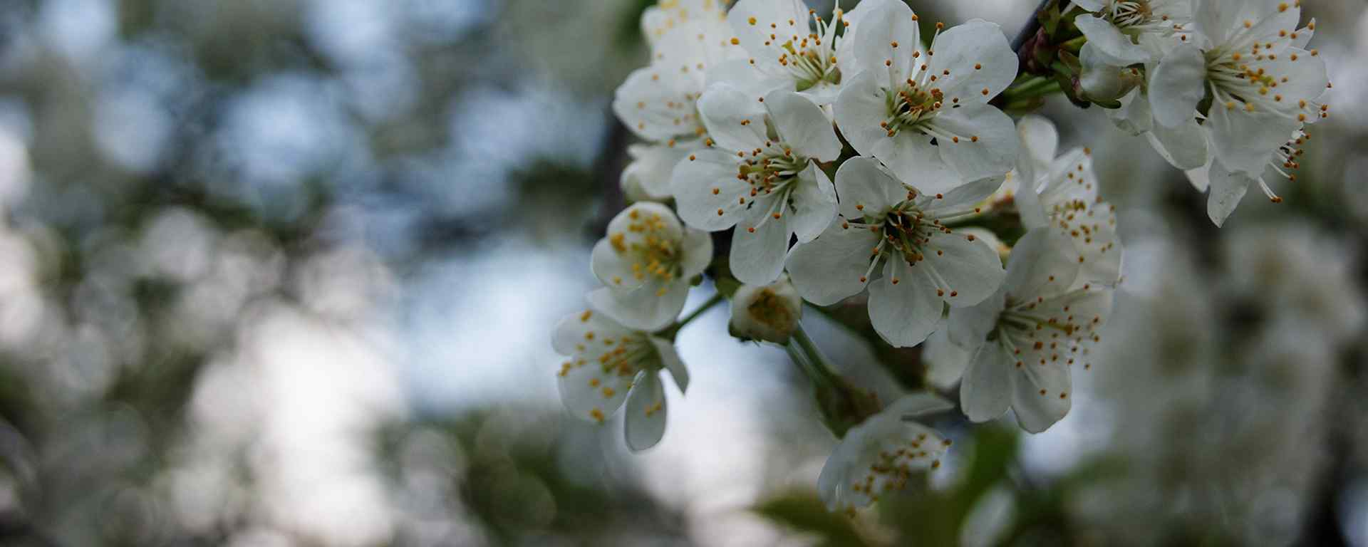 梨花_梨花植物_梨花品种_梨花图片_梨花植物壁纸