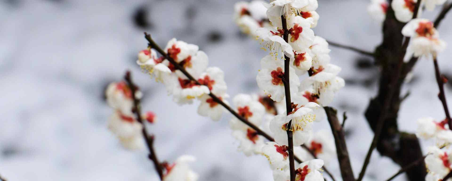 梅花_腊梅花图片_中国十大名花_梅花植物壁纸