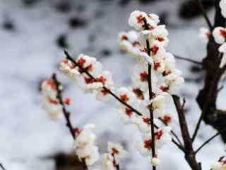 梅花_腊梅花图片_中国十大名花_梅花植物壁纸