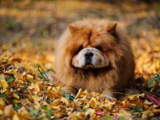 松狮犬_獢獢_可爱的松狮犬_松狮犬图片_松狮犬动物壁纸