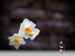 水仙花_水仙花的花语_水仙花开_水仙花图片_水仙花植物壁纸