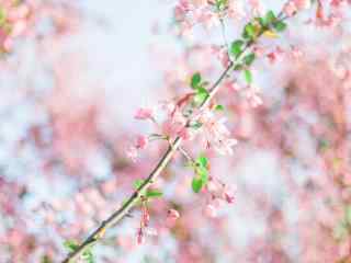 樱花林风景_樱花图片_樱花林风景图片_日本樱花林_武大樱花林图片_风景壁纸