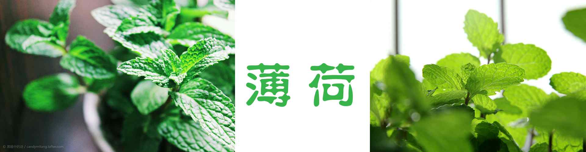 薄荷_薄荷图片_薄荷叶图片_薄荷桌面壁纸、手机壁纸_植物壁纸