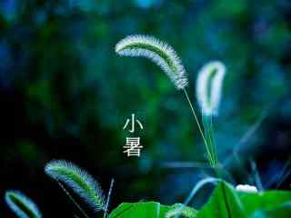 2017年小暑节气_小暑节气壁纸_二十四节气图片_小暑图片大全