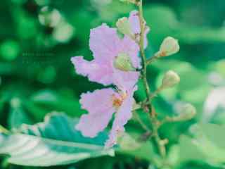 紫薇花_紫薇花图片_紫薇花花语寓意_鲜花图片大全_植物壁纸