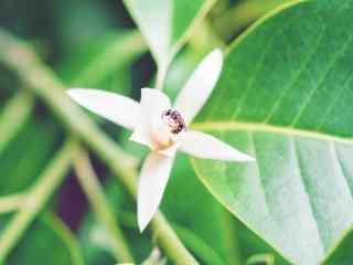 白兰花_白兰花图片_白兰花花语寓意_鲜花图片大全_植物壁纸