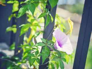 牵牛花_牵牛花图片_牵牛花花语寓意_喇叭花图片_鲜花图片大全