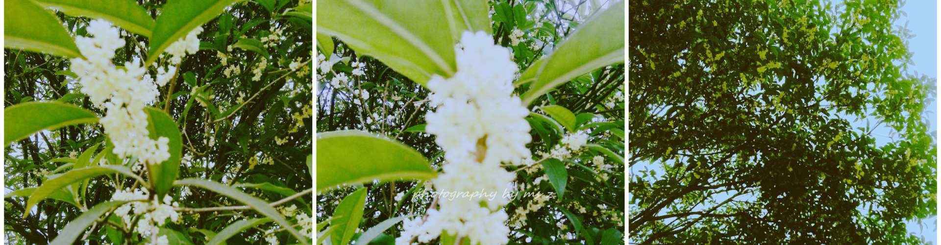 八月桂花_桂花图片_桂花手绘图片_植物壁纸_鲜花图片大全