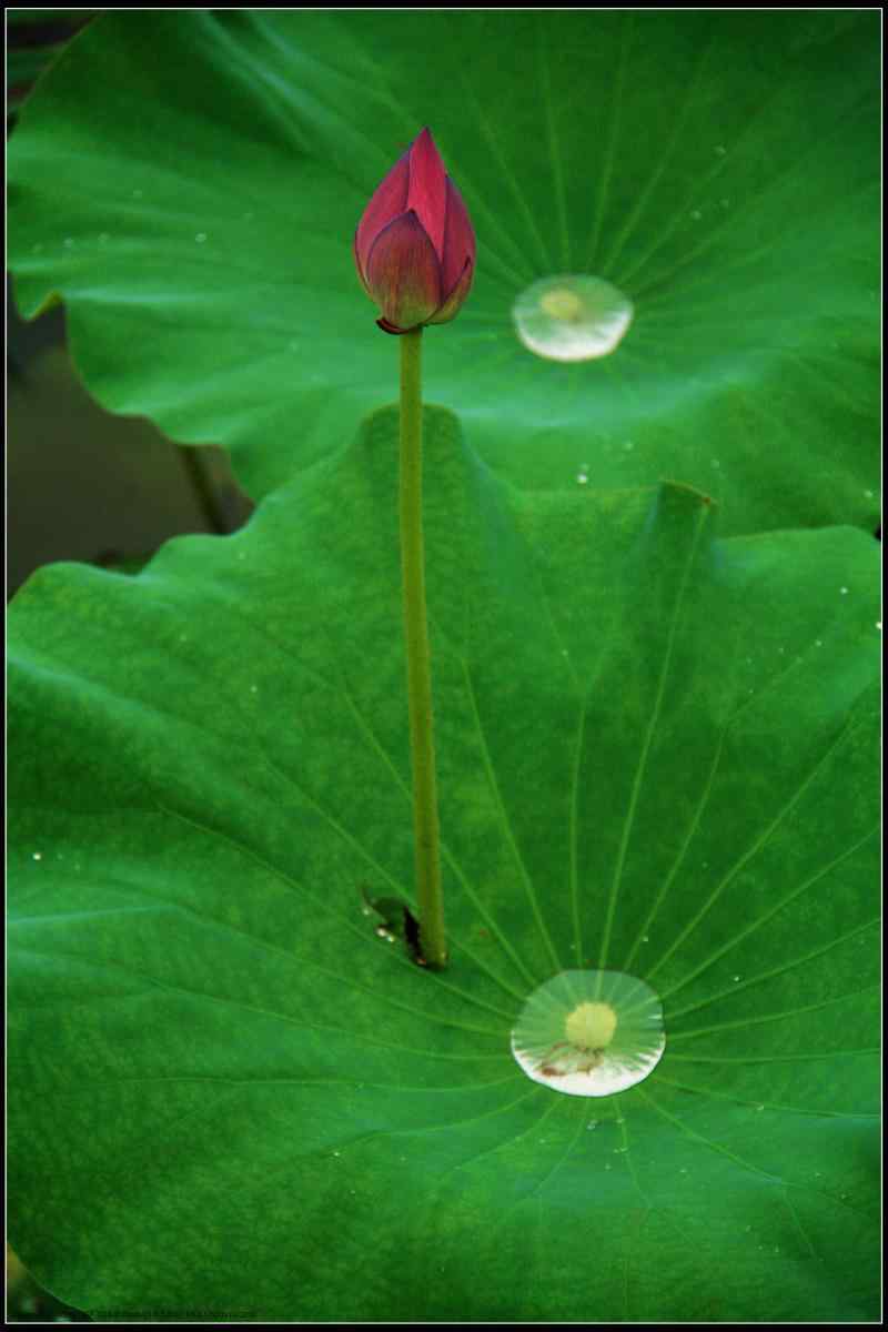 美丽荷叶上的露水手机壁纸