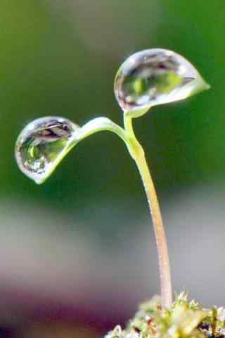 可爱嫩芽植物与露水手机壁纸