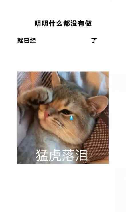 哭泣猫明明什么都没有做壁纸