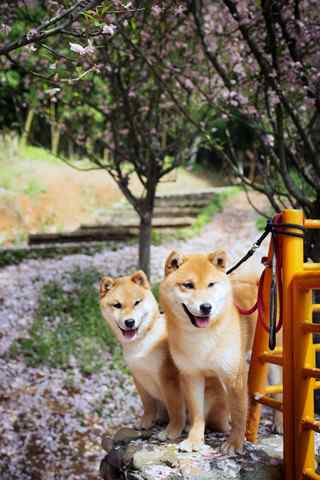 两只可爱的柴犬手机壁纸