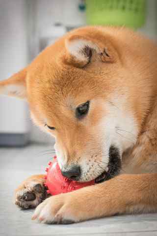 呆萌的柴犬与球球手机壁纸