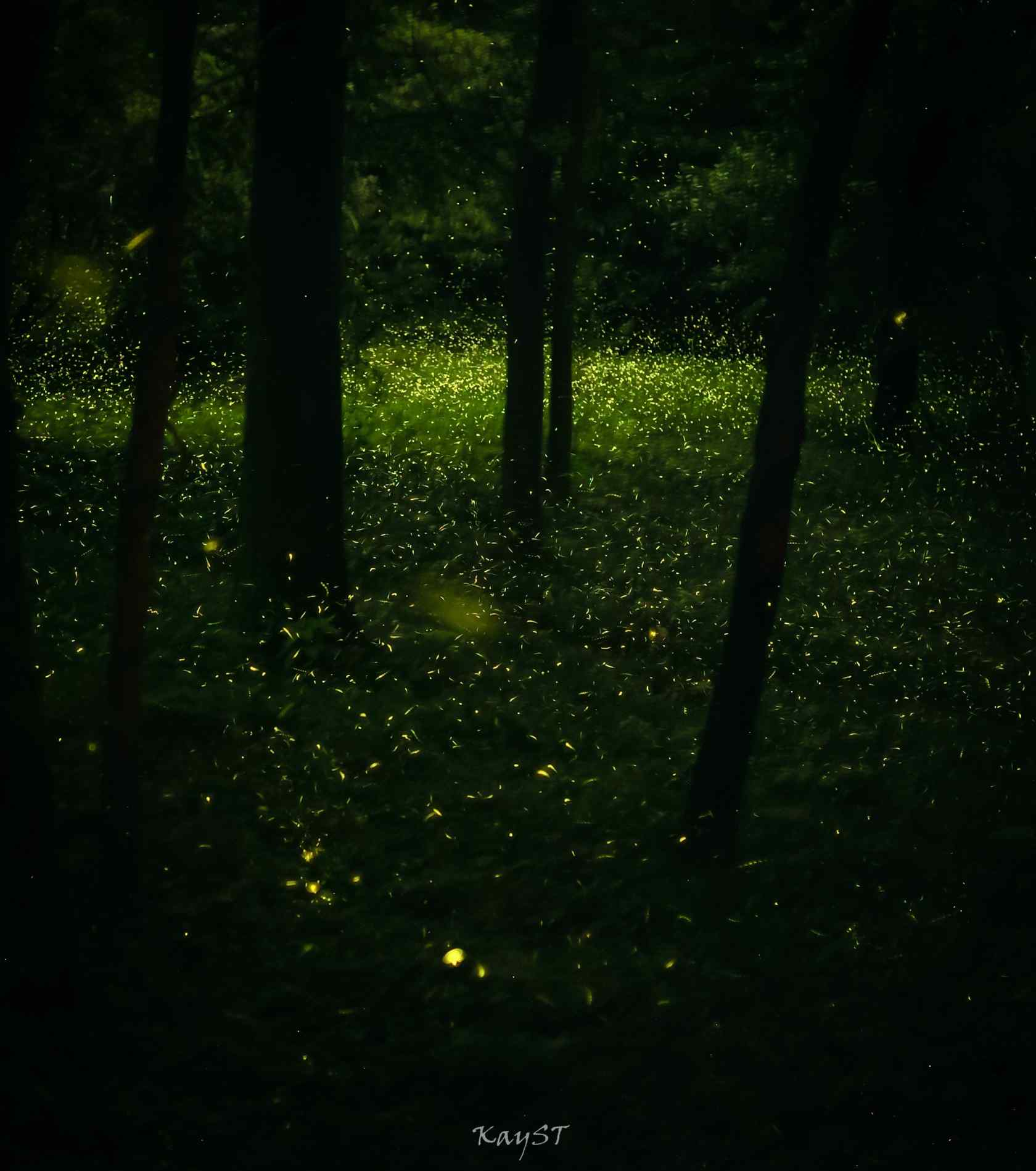 夜晚林间萤火虫手机壁纸