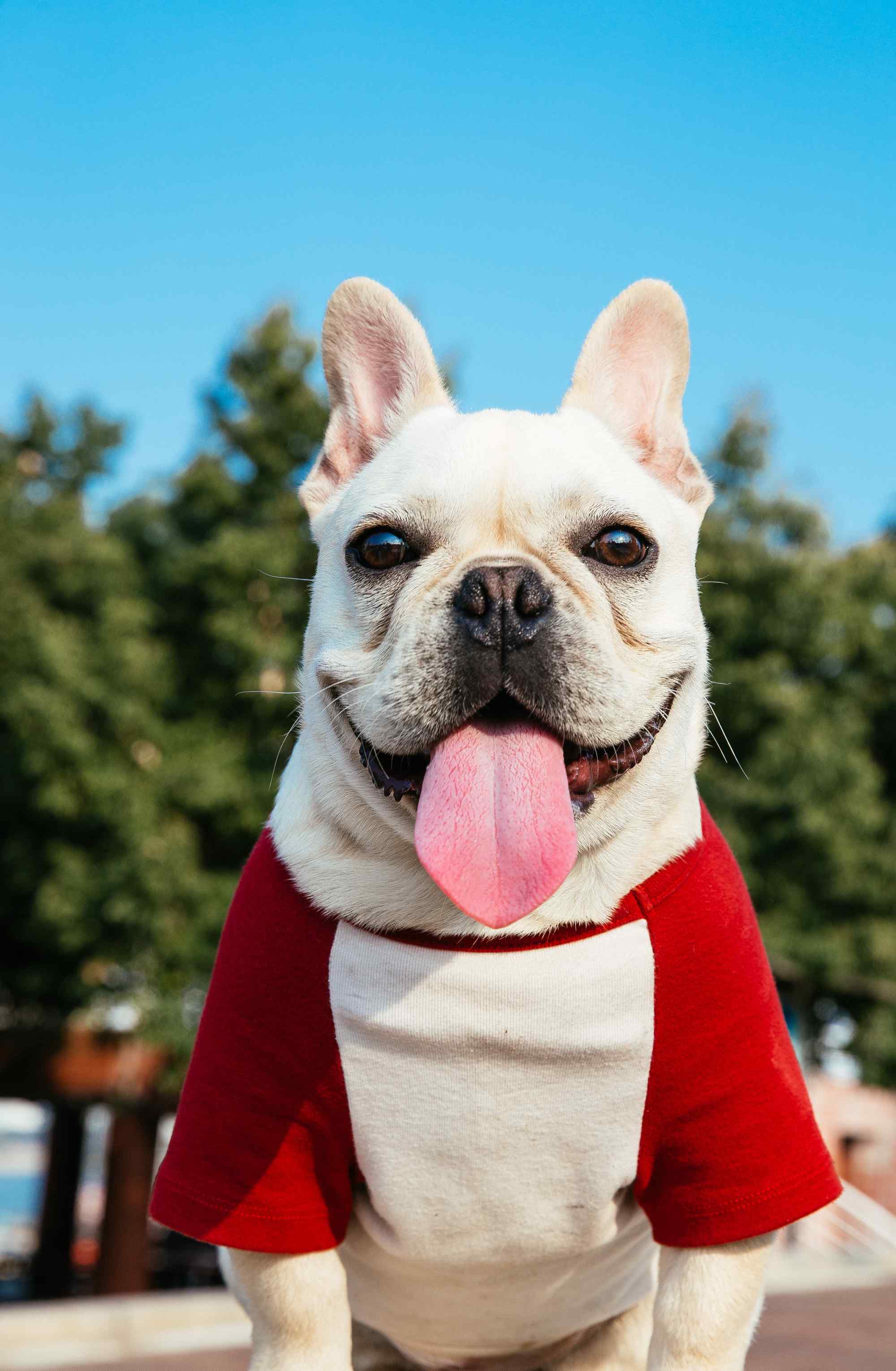 斗牛犬喜庆红色衣服可爱图片手机壁纸