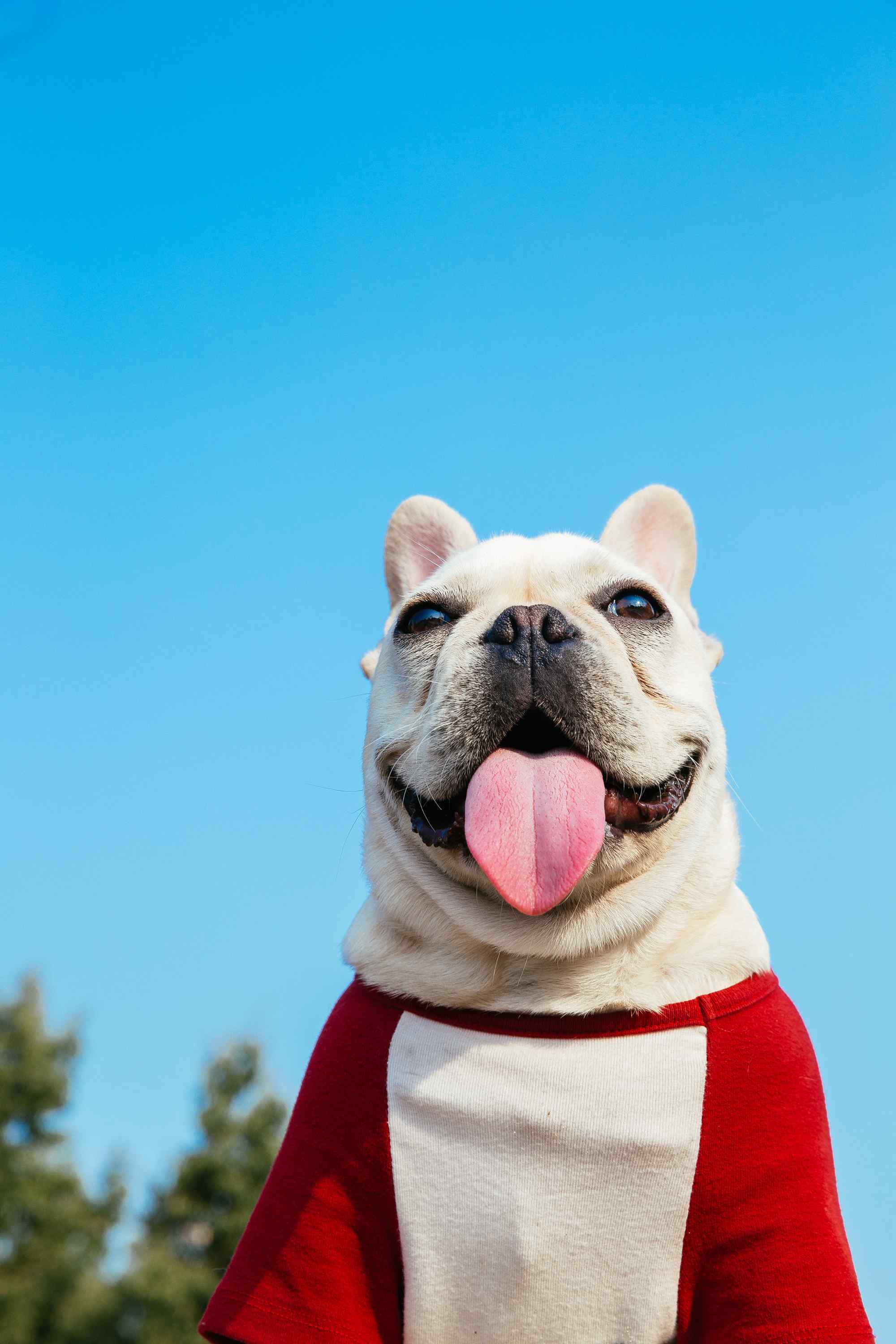 斗牛犬喜庆红色衣服可爱图片手机壁纸