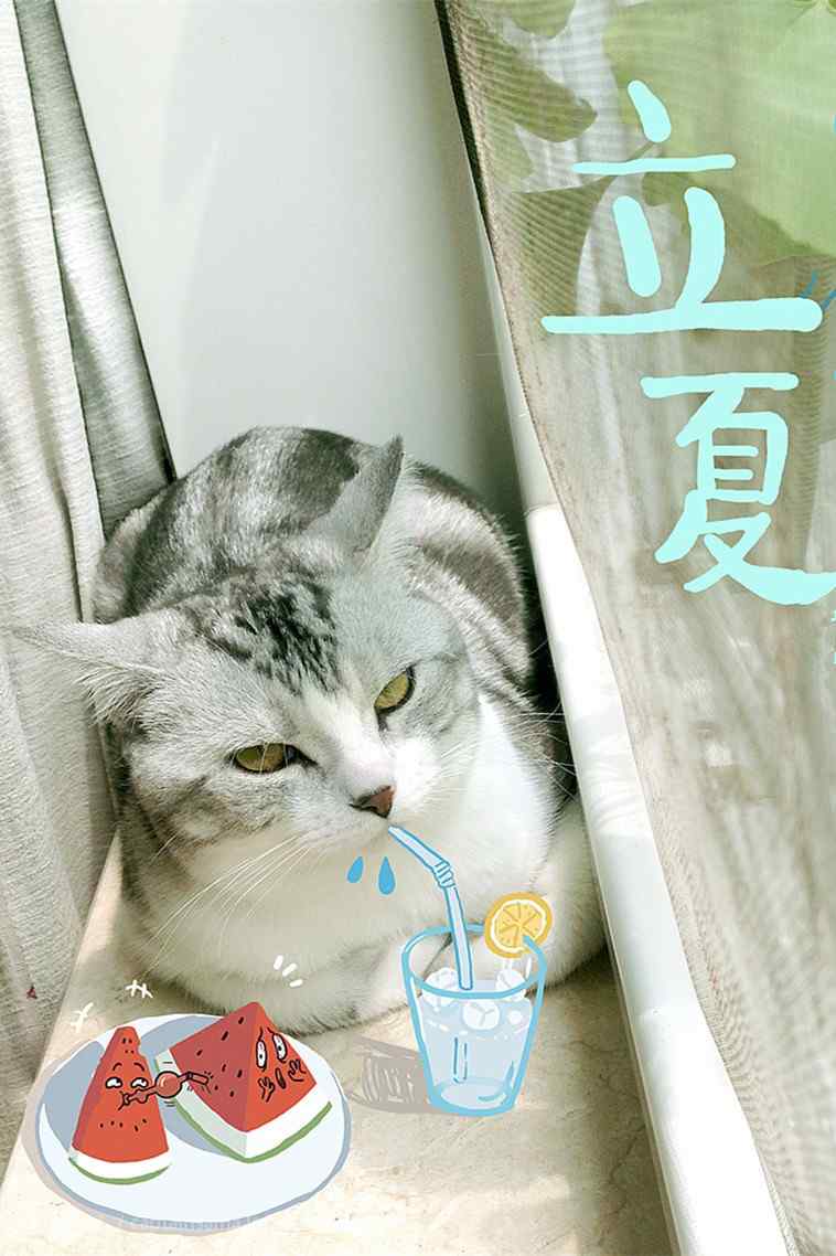 2017年立夏之可爱猫咪手机壁纸