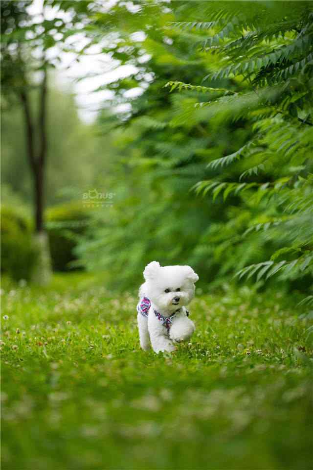 绿草地上奔跑的比熊手机壁纸