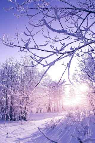 手机风景壁纸：雾凇雪景 暖阳醉人