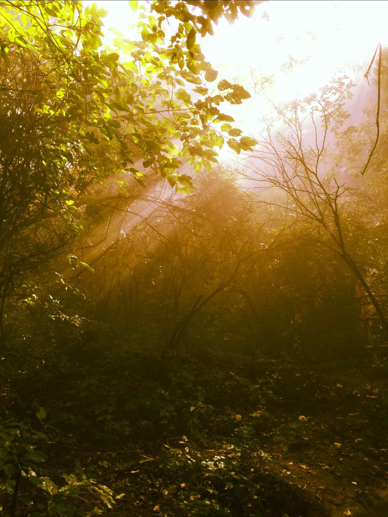 清晨华山唯美的山间风景手机壁纸