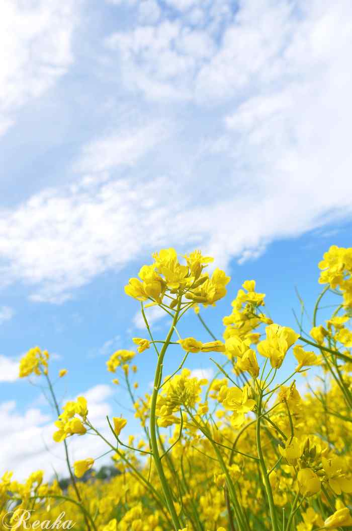 小清新油菜花青海湖风景手机壁纸