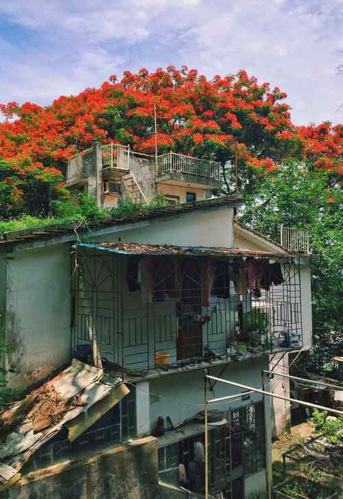 鼓浪屿唯美花朵风景图片高清手机壁纸