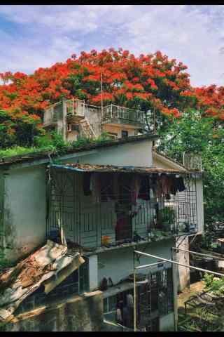 鼓浪屿唯美花朵风景图片高清手机壁纸