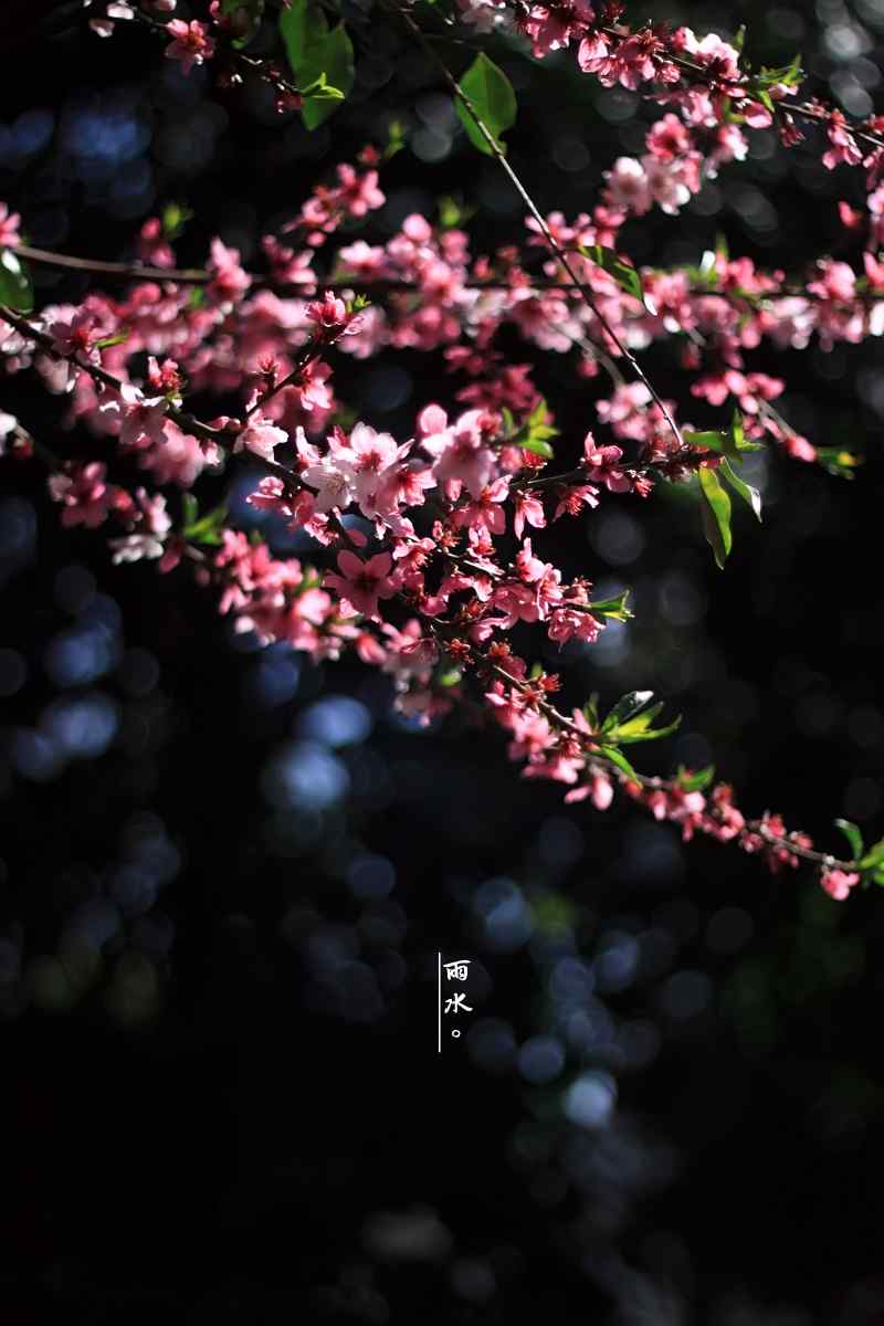 雨水节气之娇艳的梅花图片手机壁纸