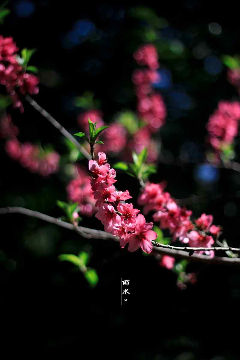 雨水节气之娇艳的梅花图片手机壁纸