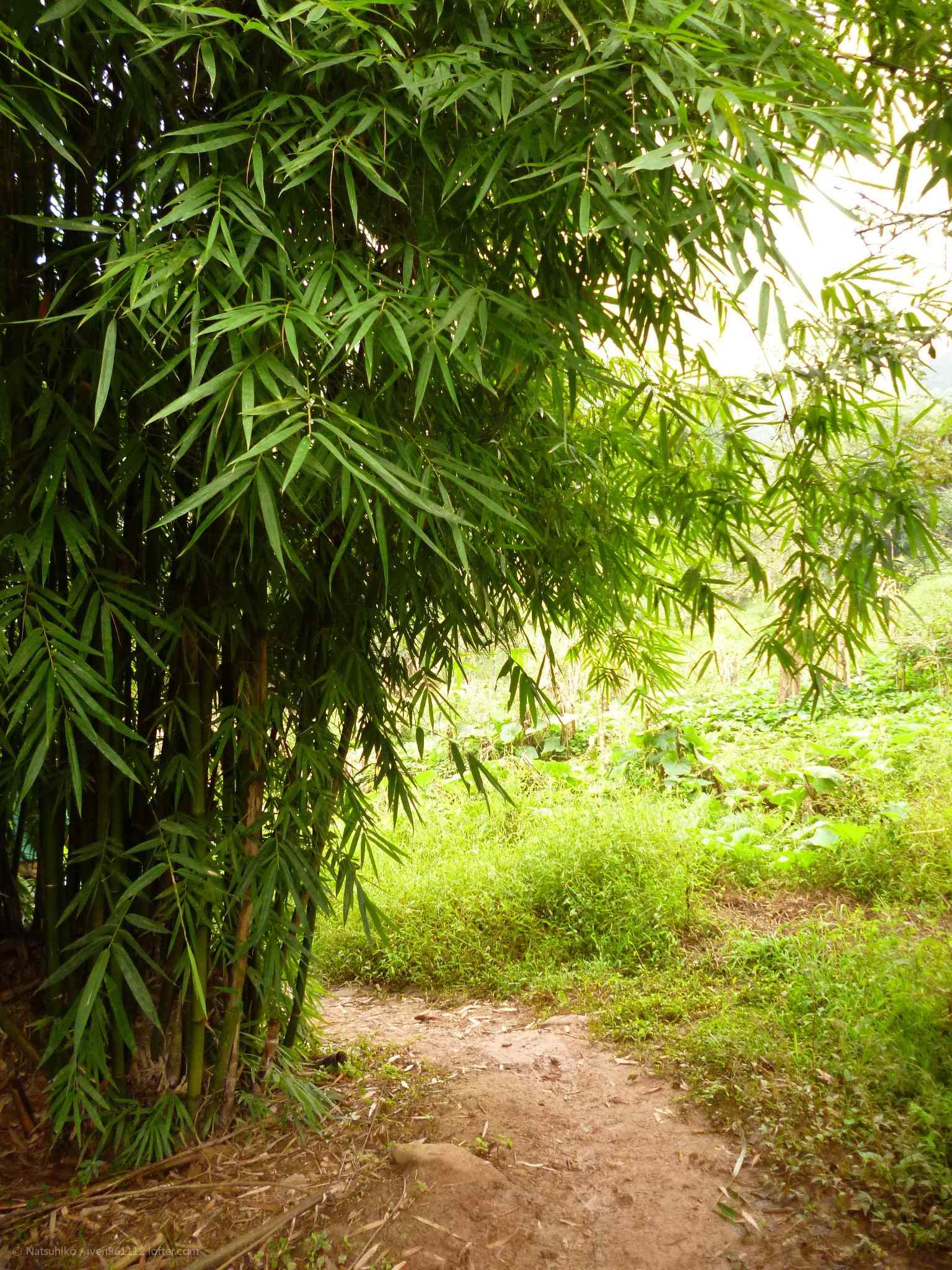 清新的竹林小道风景壁纸