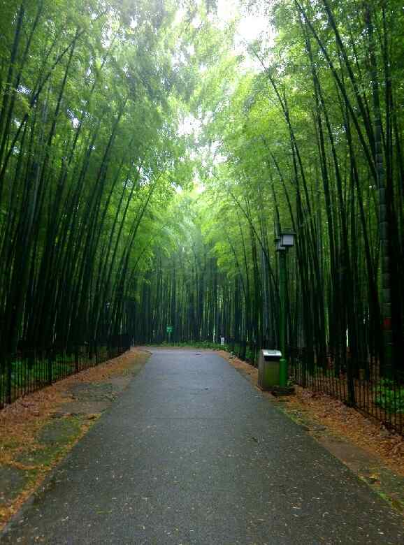 清晨的竹林风景手机壁纸