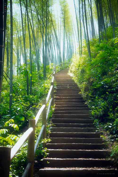 竹林风景手机壁纸