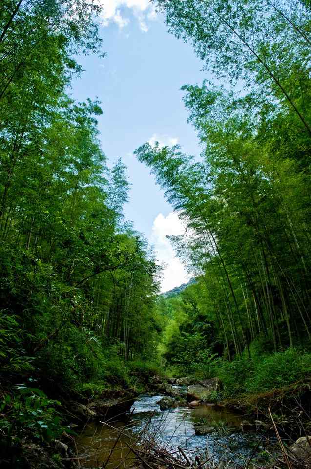 唯美竹林风景手机壁纸