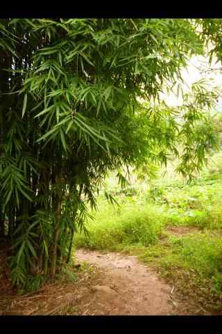 清新的竹林小道风景壁纸