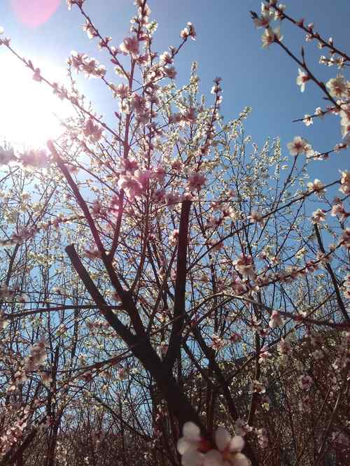 天津桃花堤桃花林手机壁纸