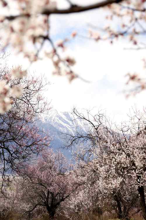 雪山脚下的桃花林手机壁纸