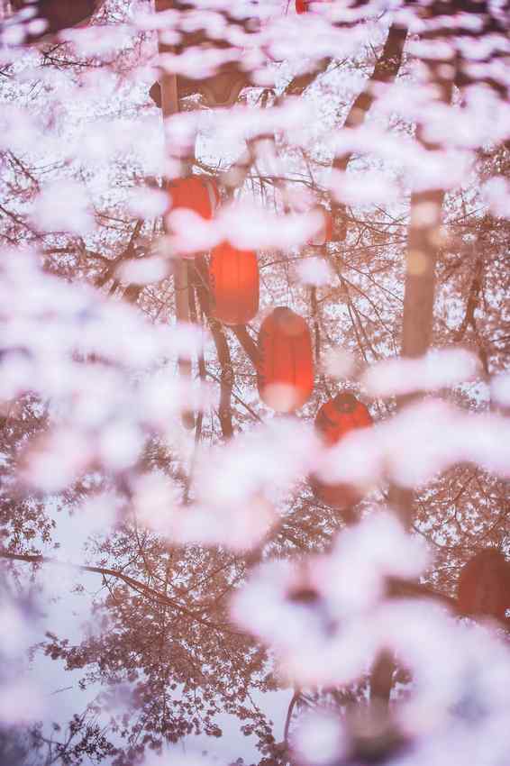 唯美日系樱花林手机壁纸