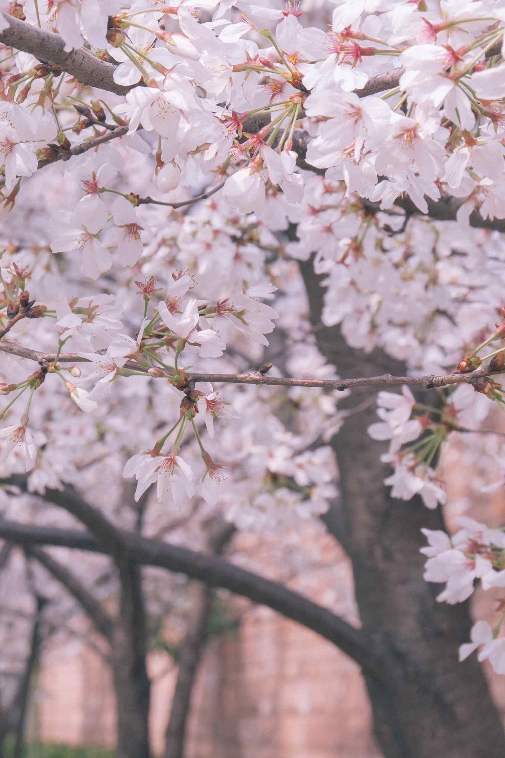 武汉大学唯美樱花林手机壁纸