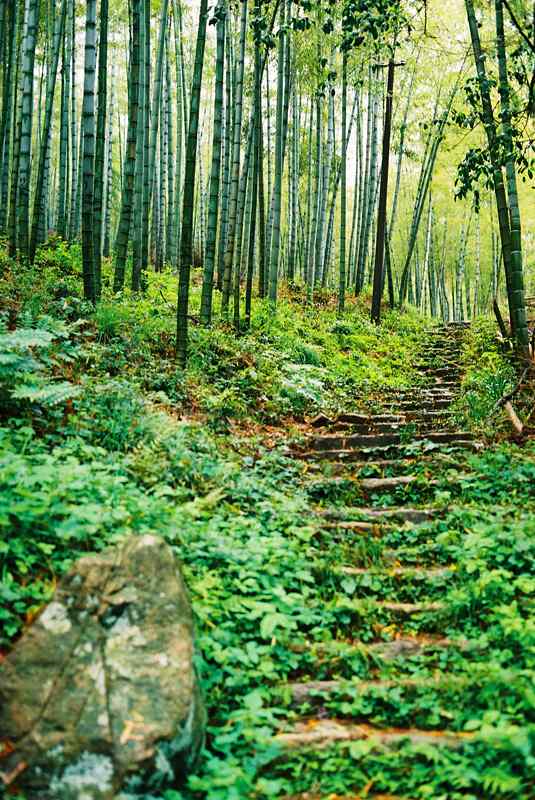 绿色护眼莫干山竹林小道手机壁纸