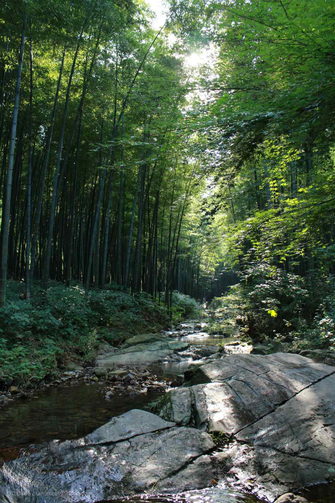 绿色护眼溧阳南山竹海手机壁纸