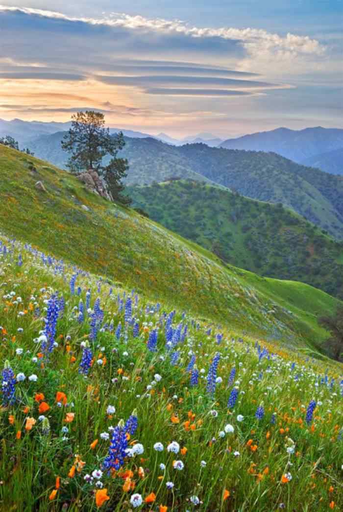 开满花的山坡风景手机壁纸