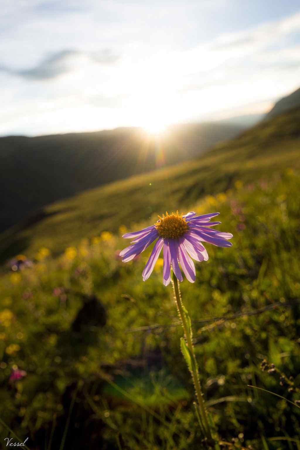 开满格桑花的山坡风景手机壁纸