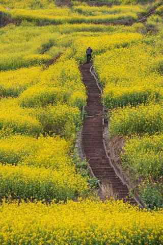 满山油菜花的山坡风景手机壁纸